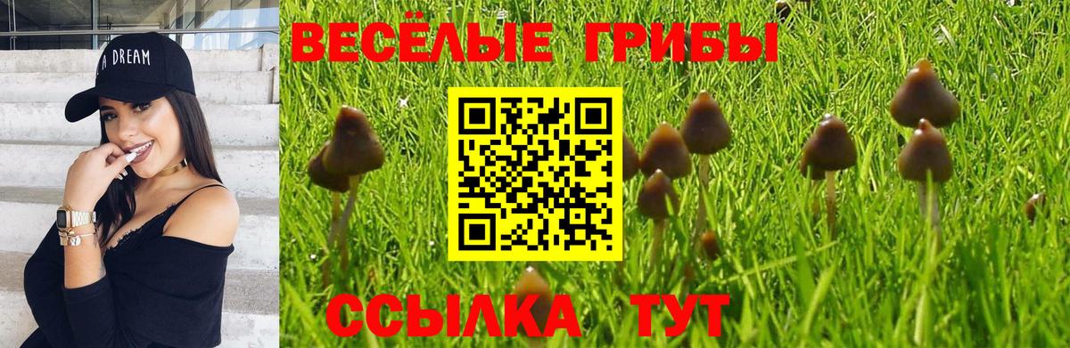 Псилоцибиновые грибы Psilocybe Кызыл